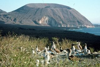 A cinder cone on the flanks of Isabela Island, with Blue-footed Boobies in foreground.