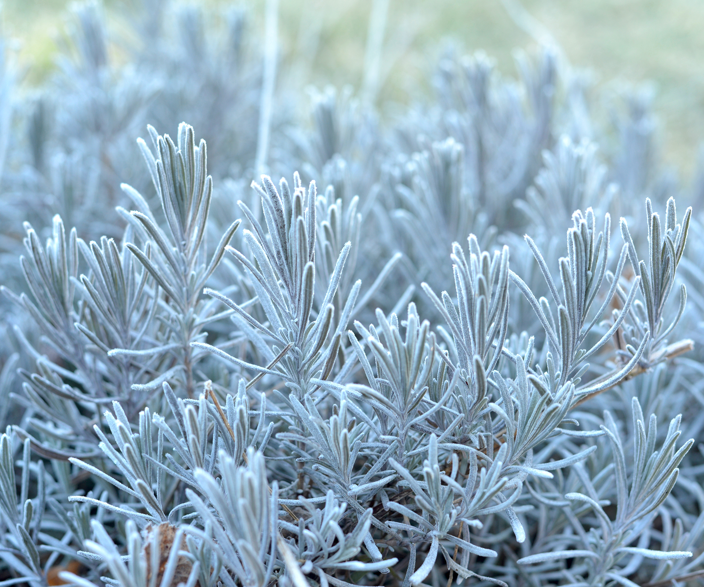 Lavender plant covered with light frost in winter