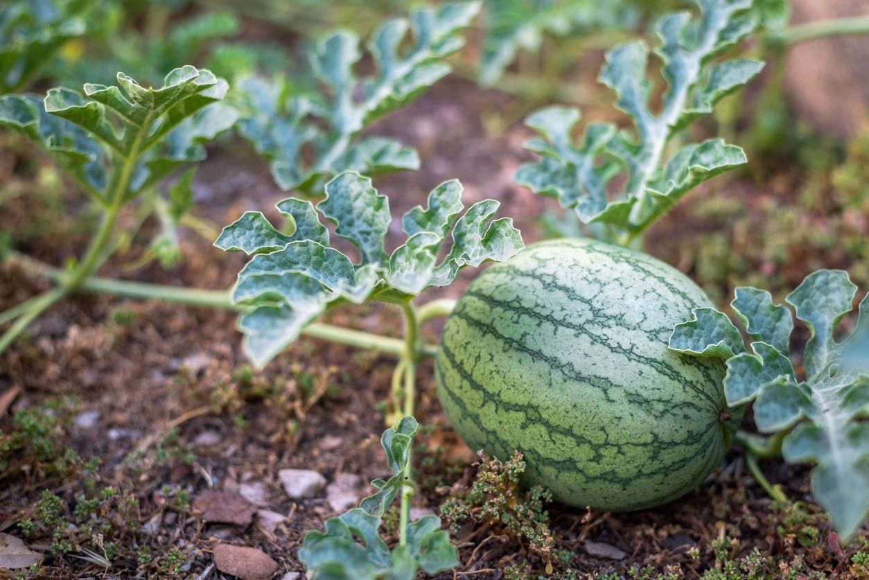 Watermelon Vine In The Garden