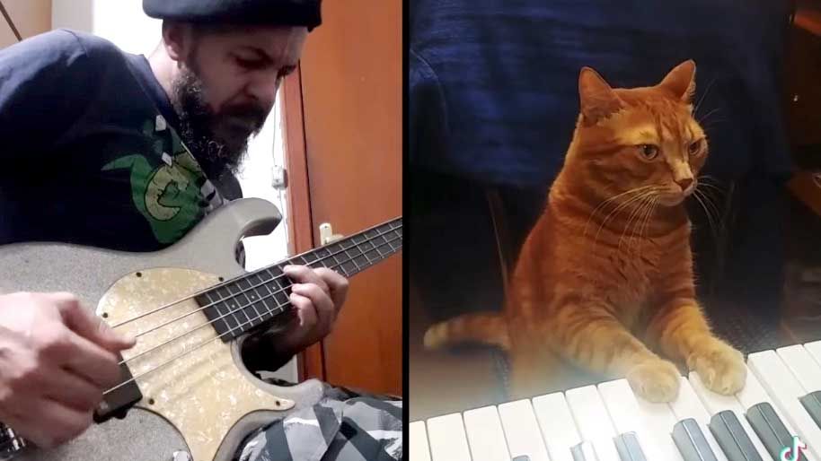 A bassist and a cat