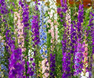 Blue, purple, pink larkspur flowers