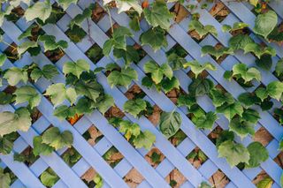Blue painted trellis with ivy against a brick wall