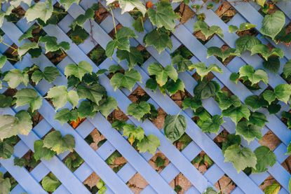 20 trellis ideas – to support plants and add structure to your yard ...