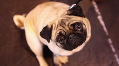 Dog, Pug, Dog breed, Canidae, Mammal, Skin, Snout, Puppy, Companion dog, Carnivore, 