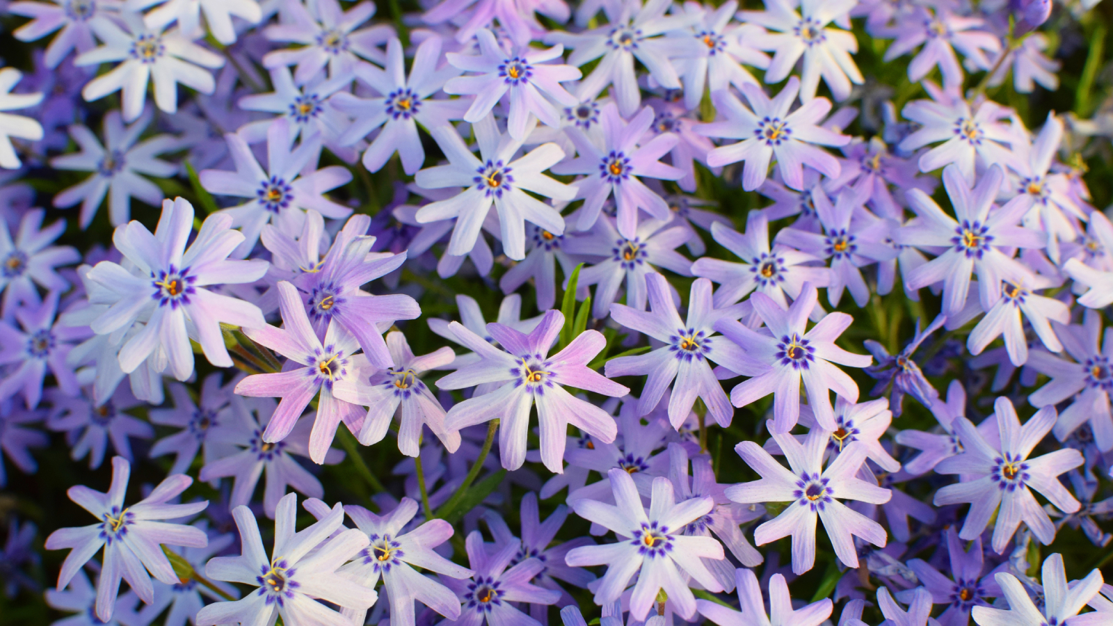 Light purple moss phlox flowers