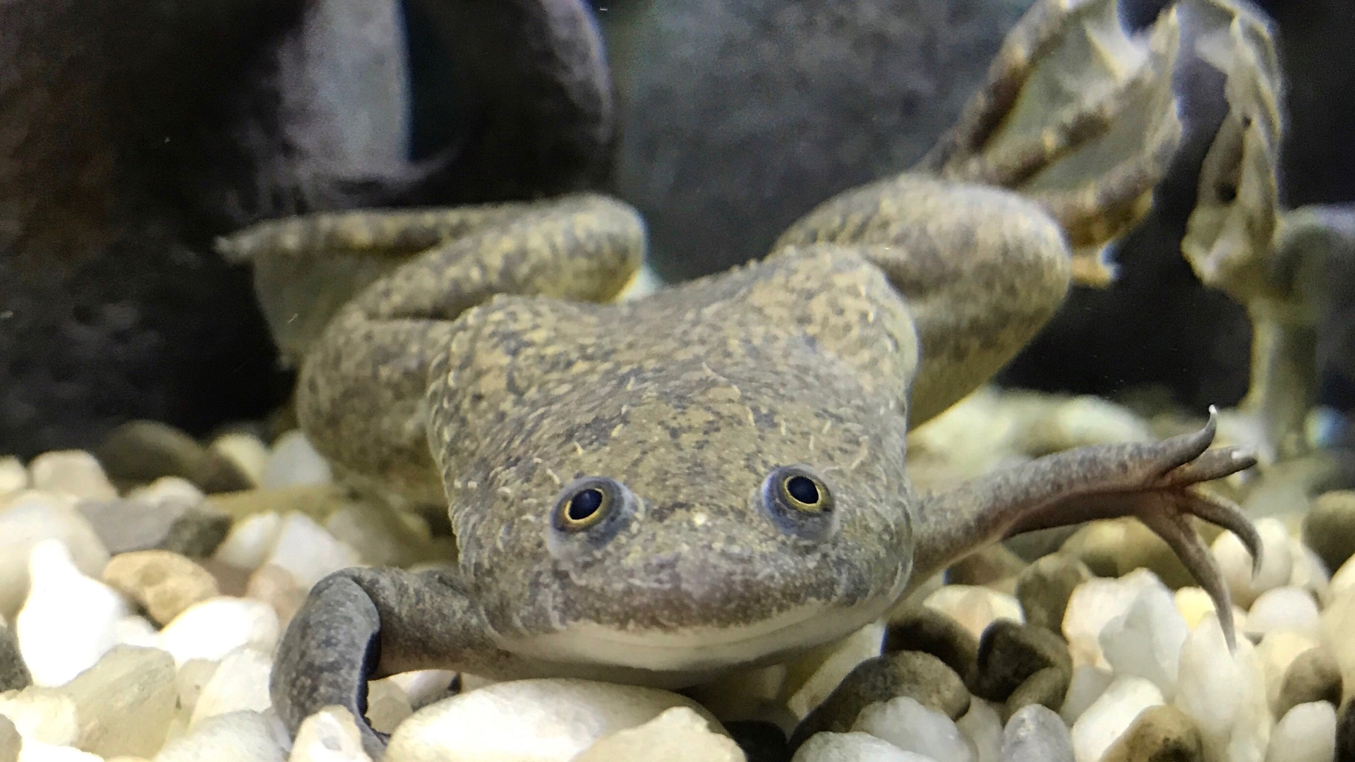 An African clawed frog with normal limbs. 