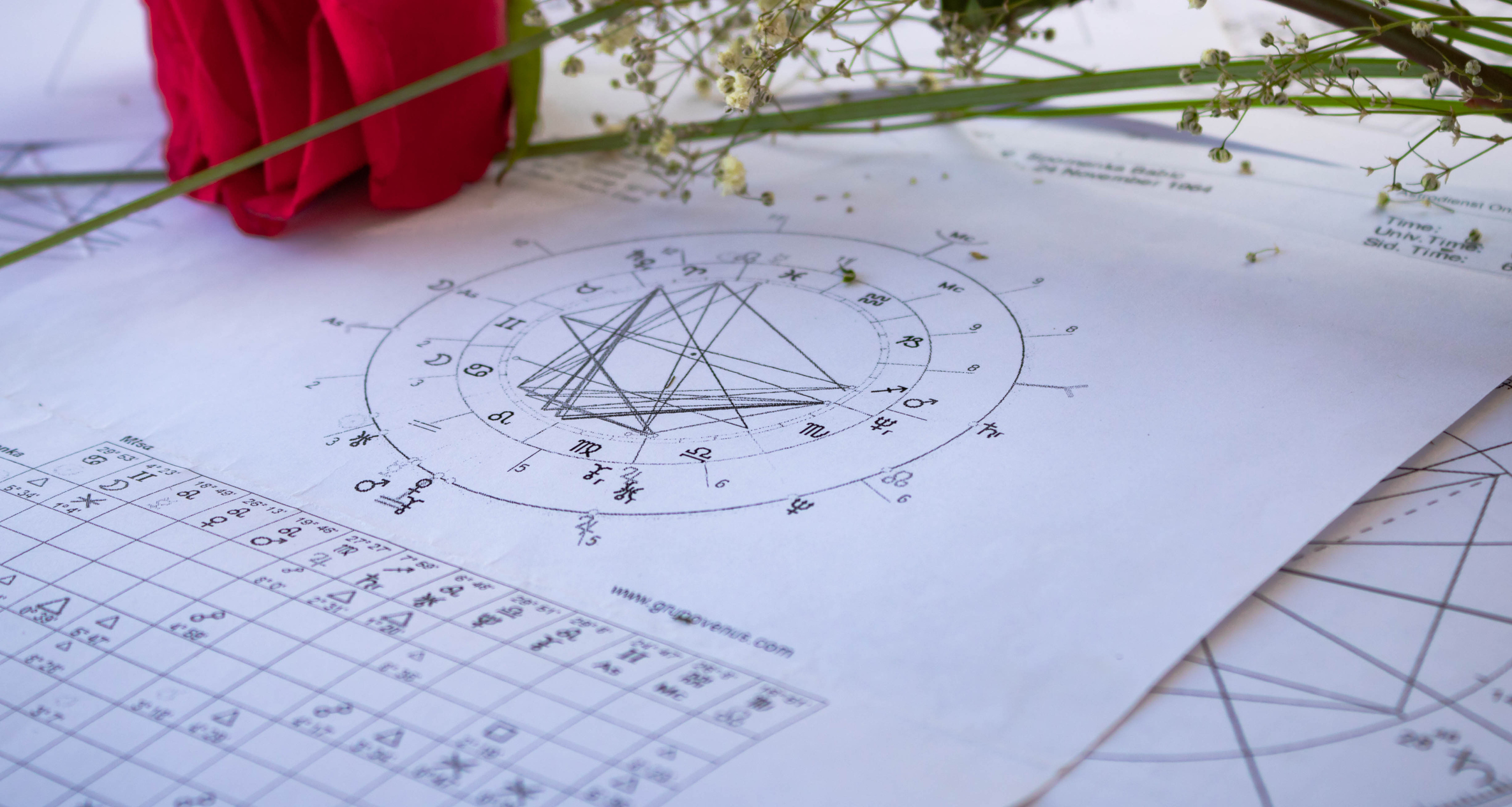 Valentine's horoscope 2022: Printed natal charts with a red rose, astrology st Valentine's day.