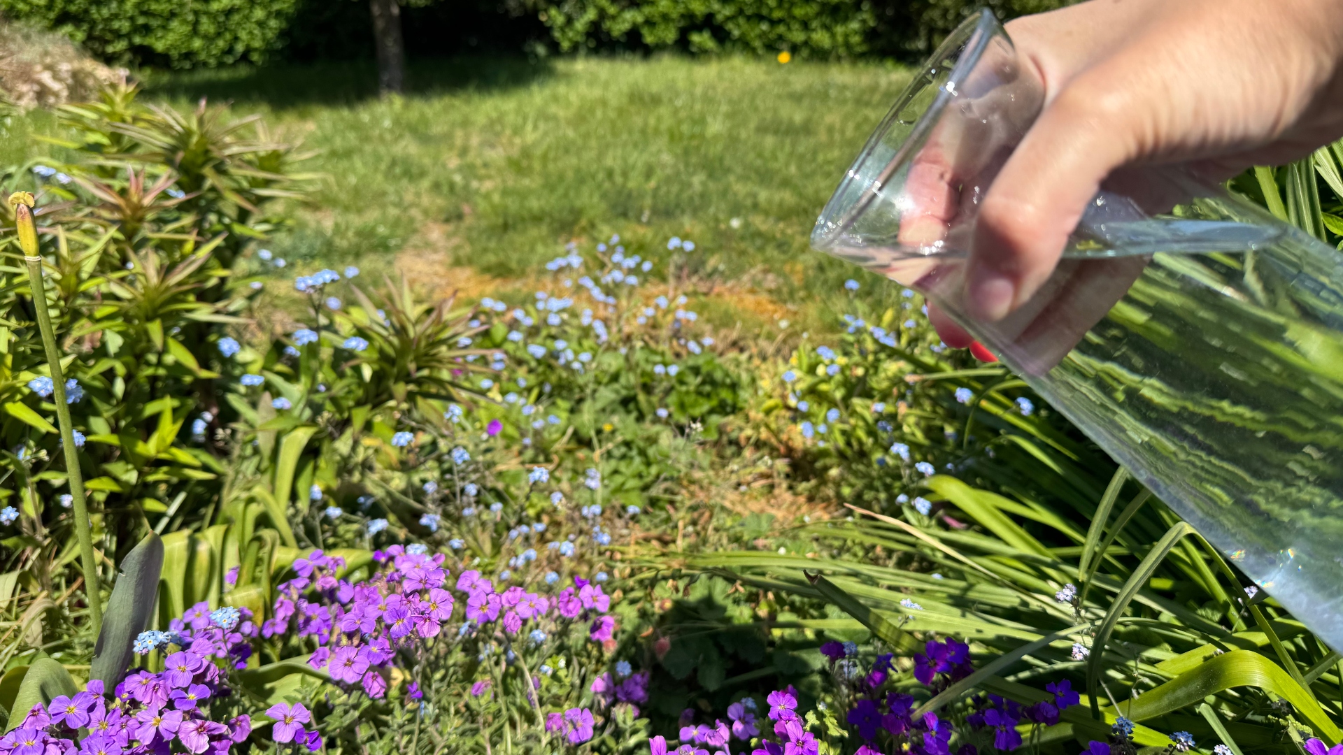 Water being poured into a garden