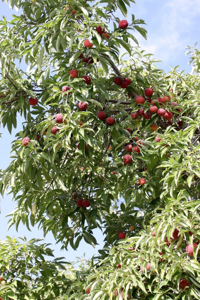 evergreen dogwood