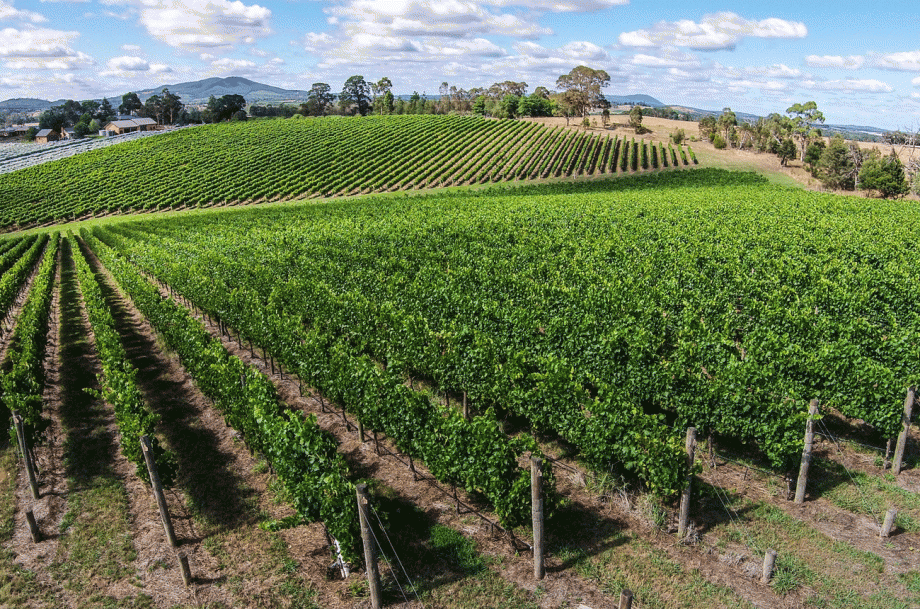 Tarraford Vineyard, Yarra Valley