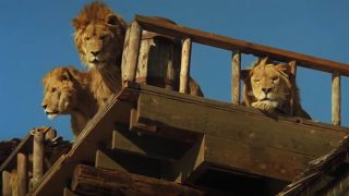 Lions in Roar