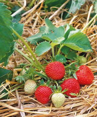 Mulching around strawberry plants with straw