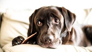 chocolate poisoning in dogs