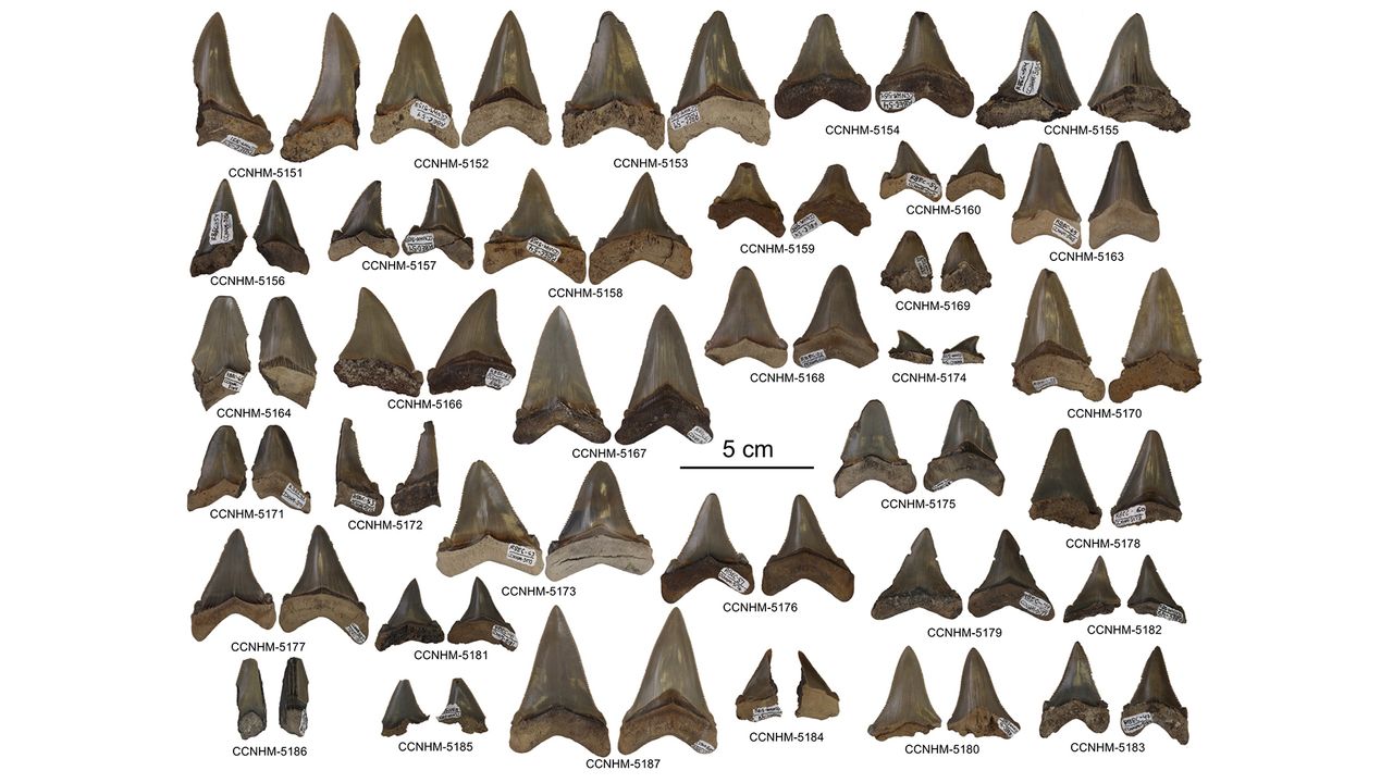 Researchers found dozens of ancient teeth from the megalodon ancestor Carcharocles angustidens in South Carolina.