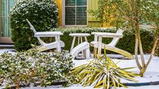snowy winter garden with Adirondack chairs, evergreen shrub, multi-stem tree and ornamental grasses