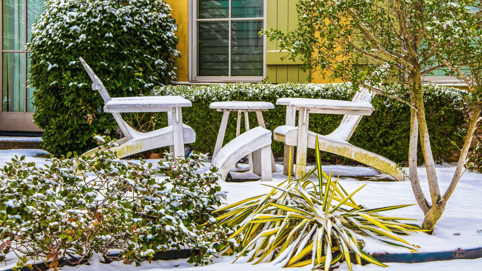 snowy winter garden with Adirondack chairs, evergreen shrub, multi-stem tree and ornamental grasses
