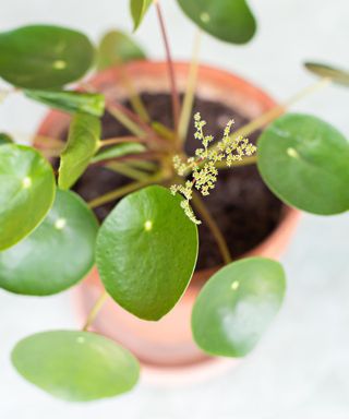 Flowering Pilea peperomioides, known as Chinese money plant