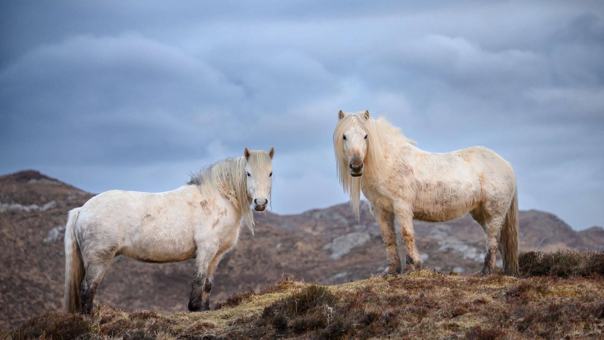 Highland ponies in the Scottish mountains