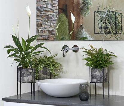 A bathroom sink surrounded by houseplants