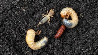 A selection of insects and grub in the soil