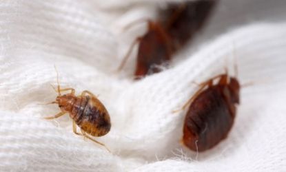 Bedbugs, unlike many other insects, can mate with their own offspring without suffering genetic deformities that often come with inbreeding.