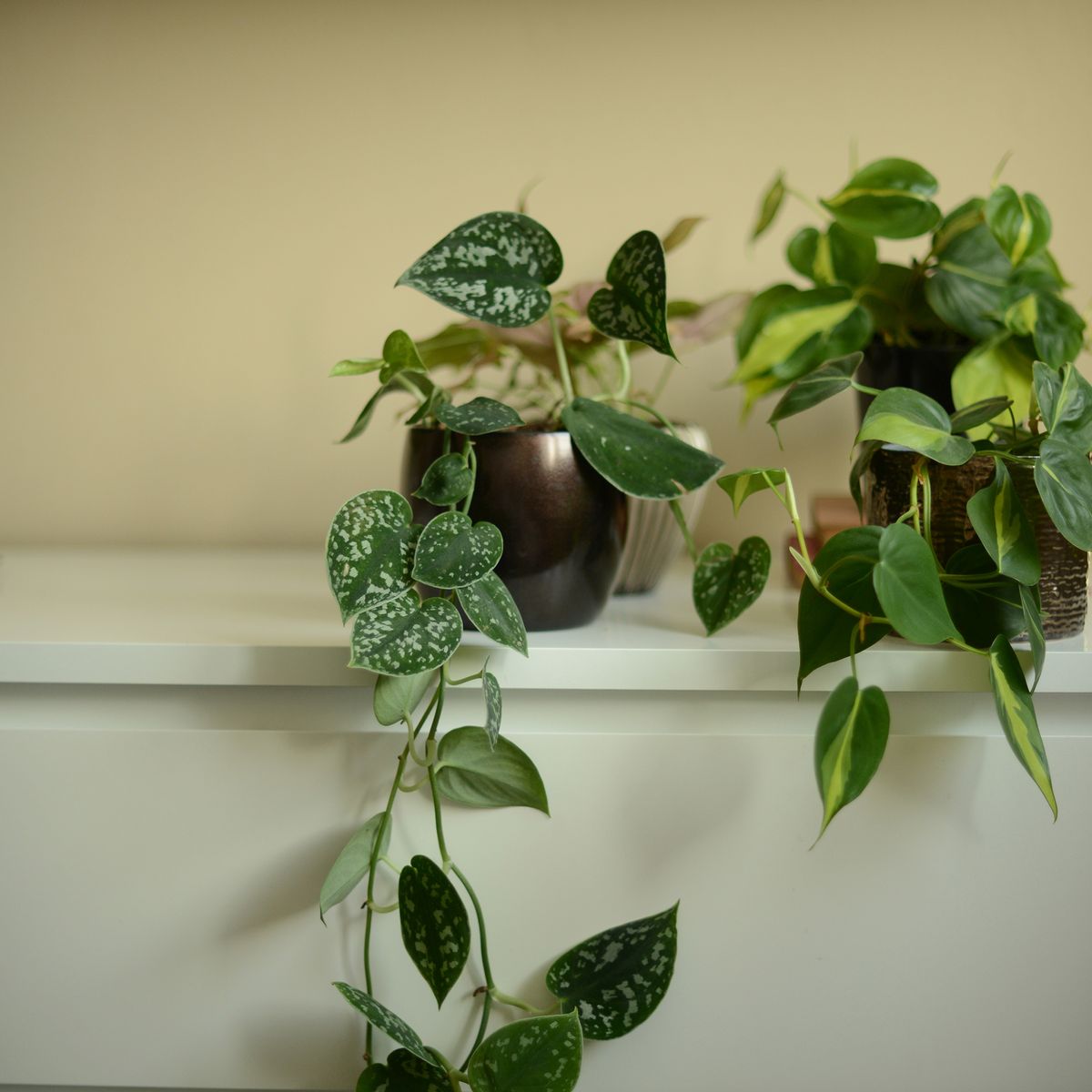 Comment propager des plantes pothos et créer gratuitement de superbes nouvelles plantes d'intérieur