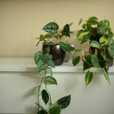 Pot of trailing pothos