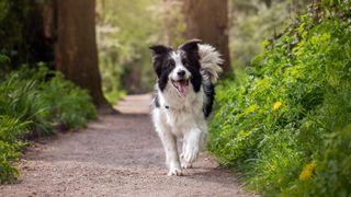 Border Collie happily running through woodland