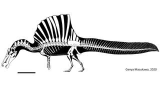 Spinosaurus's skeleton, including its famous back sail and tail plume. Scale bar is 1 meter (3.2 feet). 
