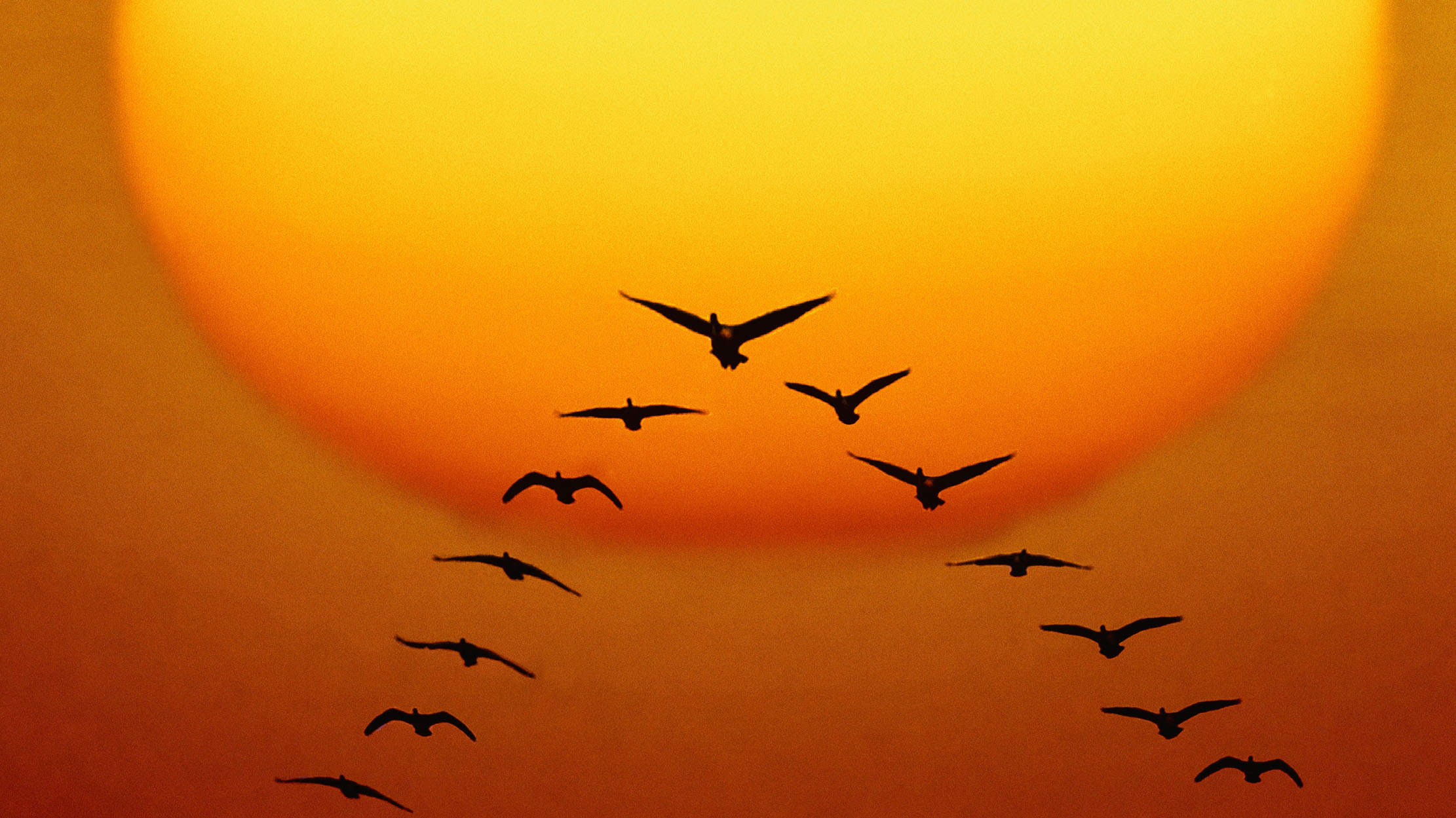 Geese Migrating