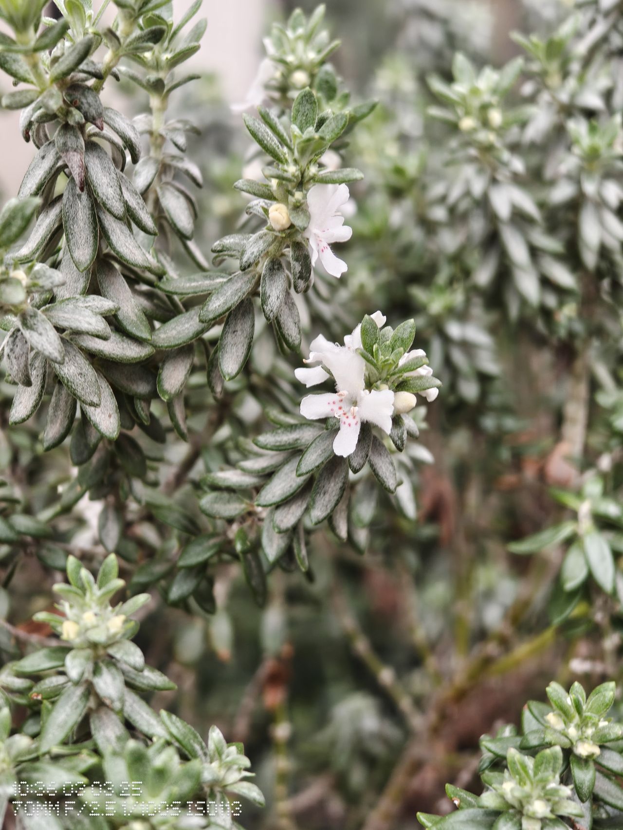 Close up of a flower