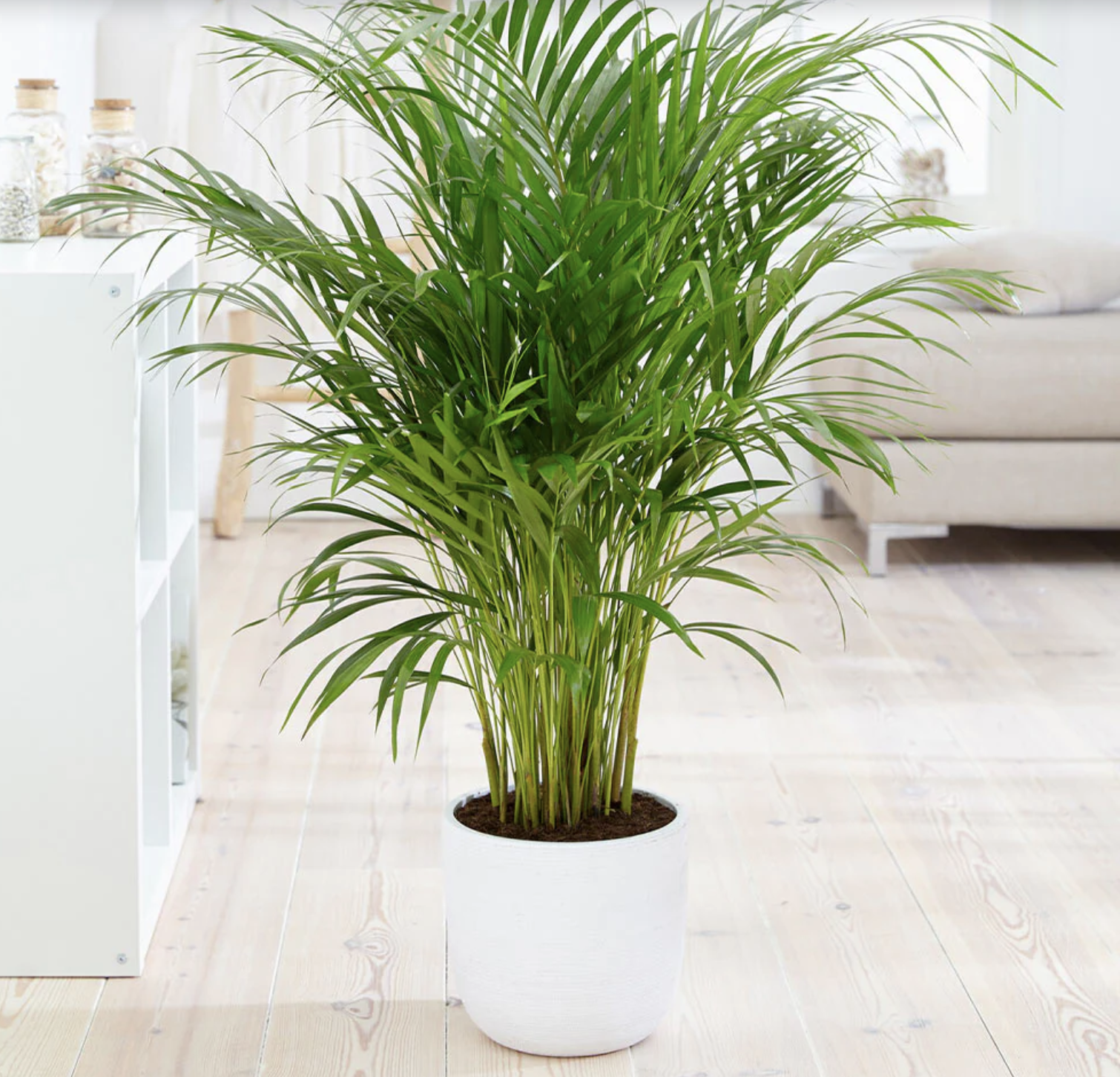 areca palm tree