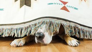 can dogs have panic attacks - a dog hiding under the sofa