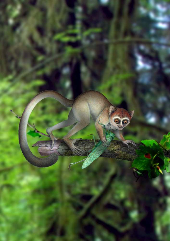 Artist&#039;s impression of ancient primate