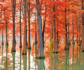 A grove of dawn redwood trees with red leaves in water