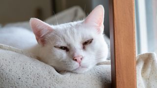 close up of a white cat lying on a white cat bed