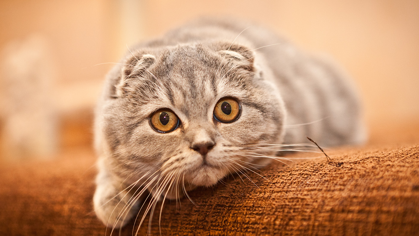 Scottish Fold cat on orange couch