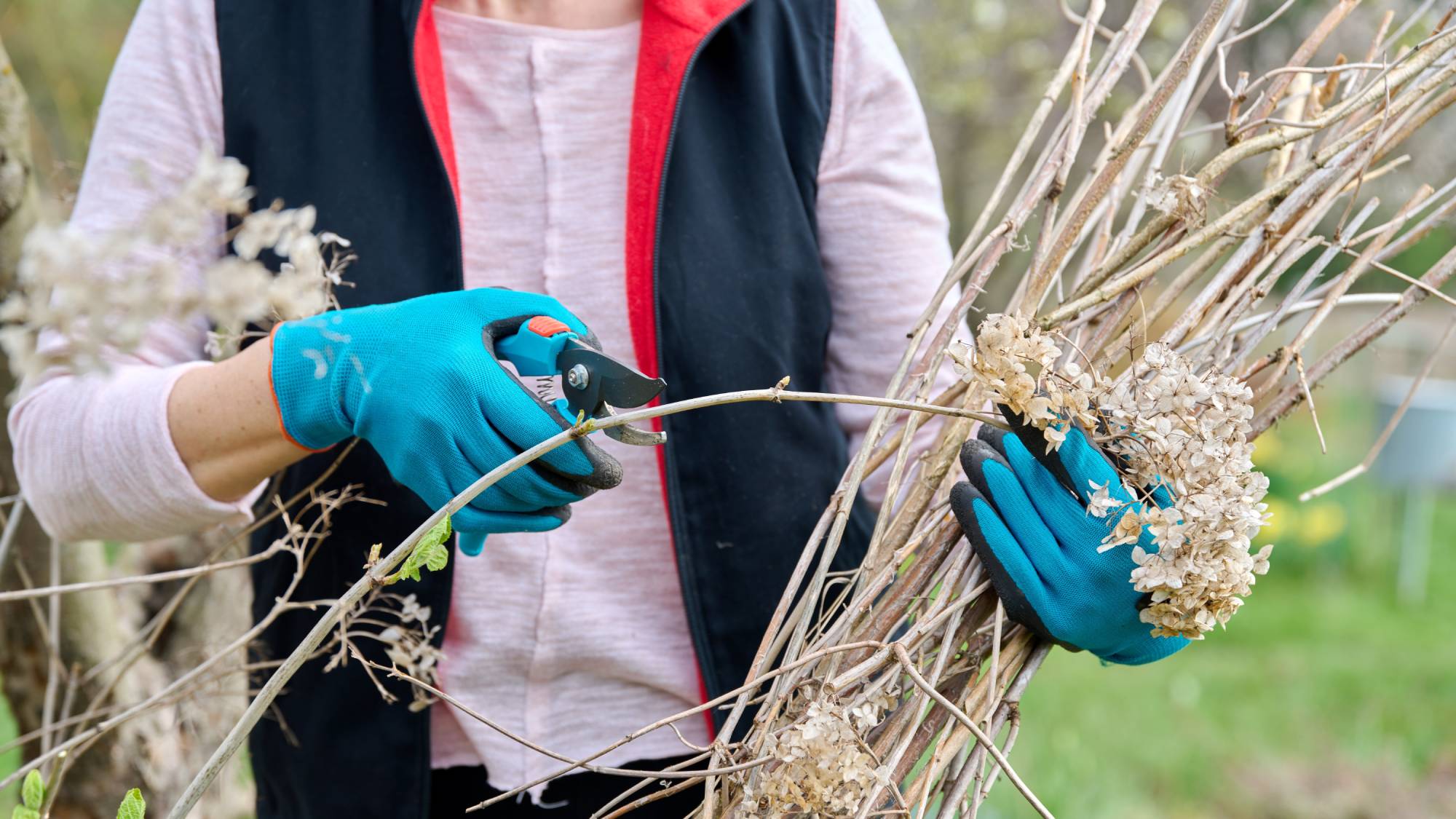 Plants to prune in April include hydrangeas