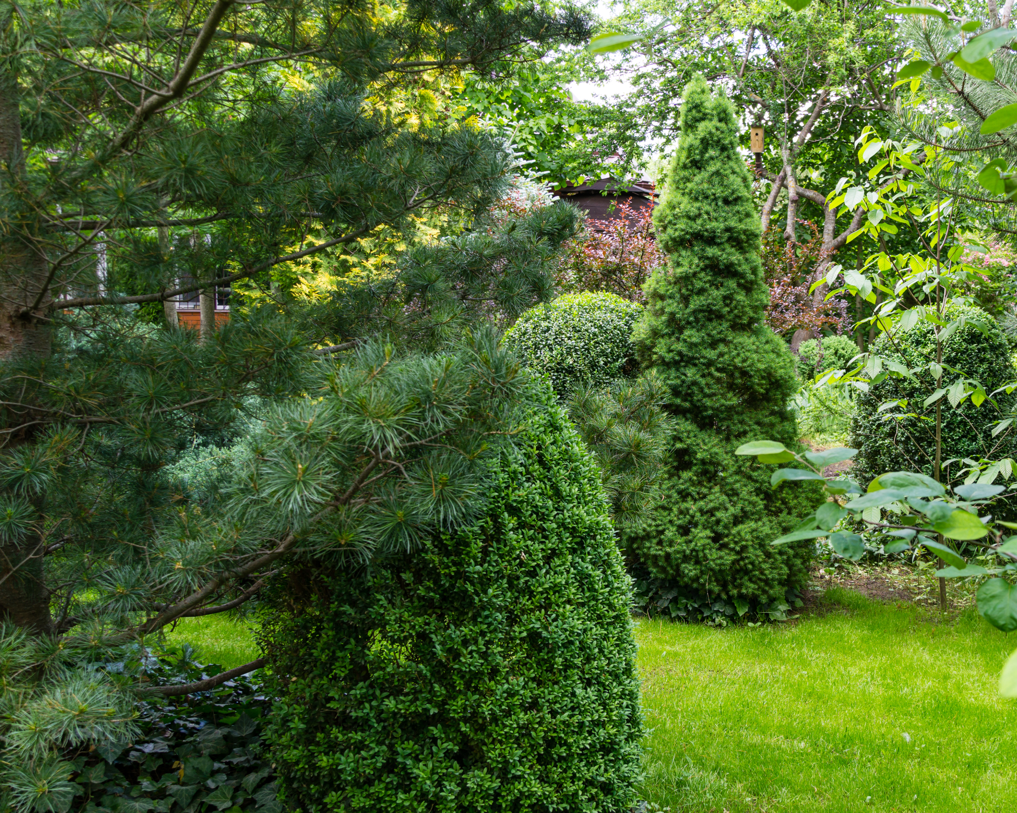 Landscaped garden with evergreens and lawn in spring time. Many boxwood trees Buxus sempervirens with young green foliage. Picea glauca Conica and Pinus parviflora Glauca in Peaceful atmosphere.