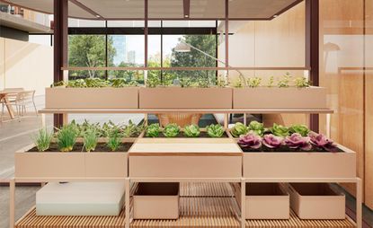 Kettal and Tectum’s indoor hydroponic garden 