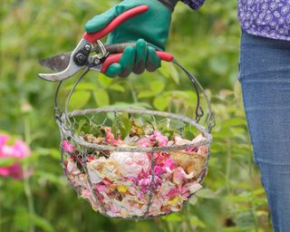 person carrying secateurs and a wire basket filled with deadheaded flowers