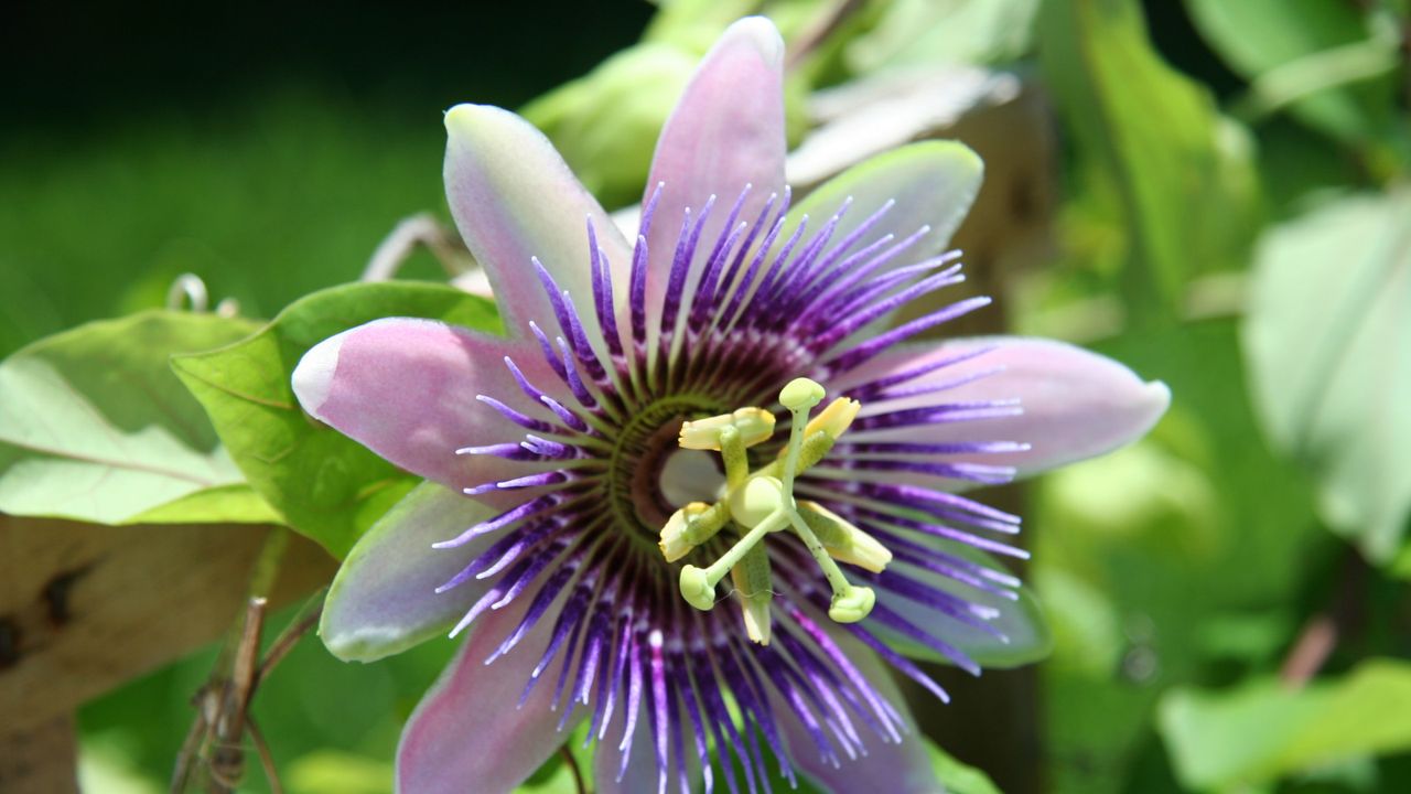 Passion flower with pink and purple blooms and green foliage