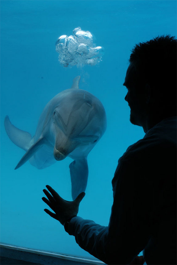 Beau Richter monitors the breath-holding capability of Puka, a bottlenose dolphin at UC Santa Cruz's Long Marine Laboratory.
