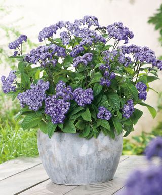 butterfly garden Heliotropium arborescens ‘Nautilus Blue’ AGM flowering in patio pot