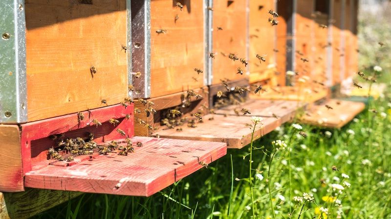 bee hives in grass