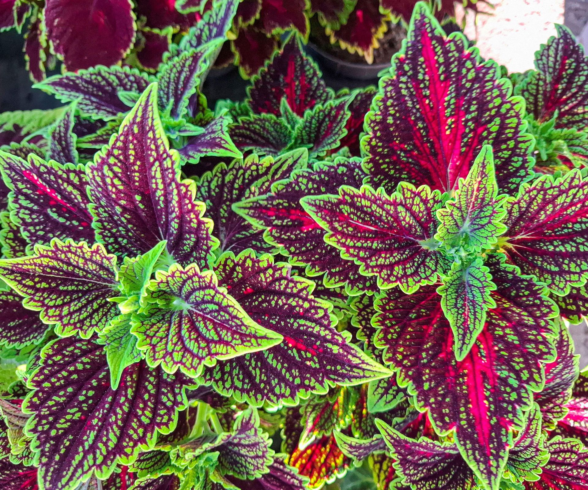 coleus plant showing bright green and rich red foliage