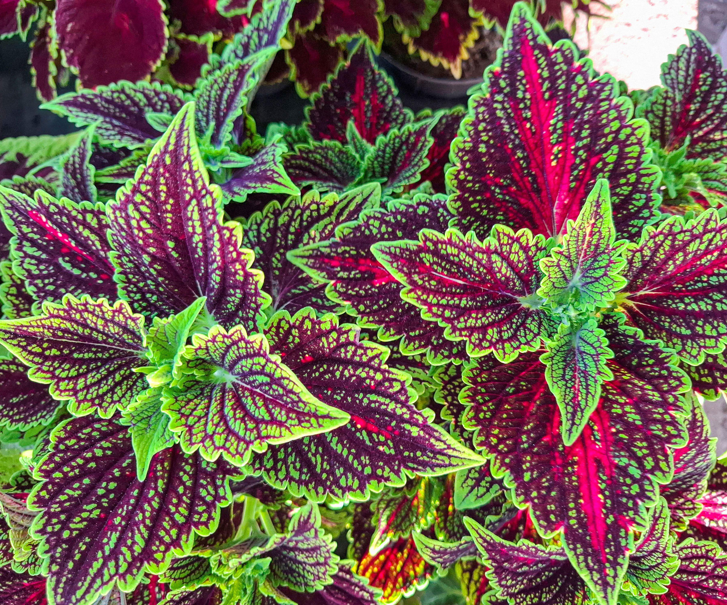 coleus plant showing bright green and rich red foliage