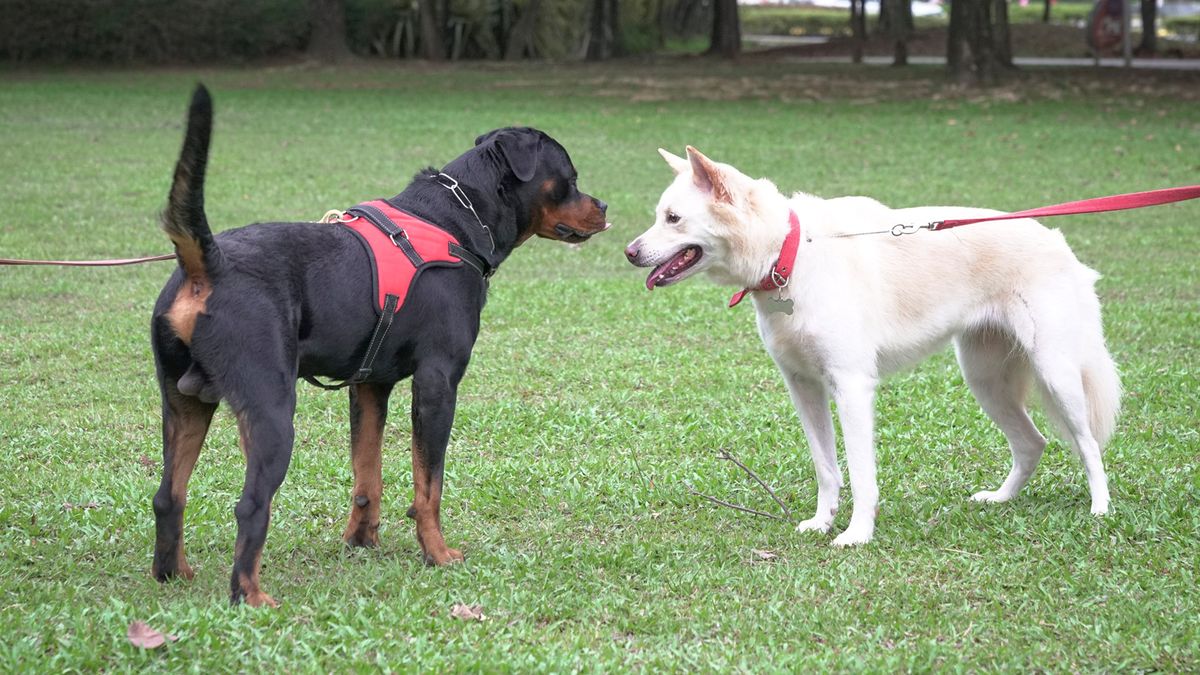 Two adolescent dogs greeting each other and possibly showing signs of reactivity