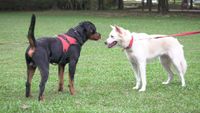 Two adolescent dogs greeting each other and possibly showing signs of reactivity