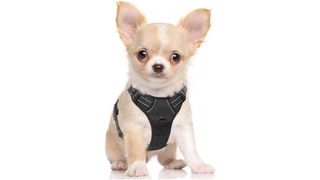 How to fit a dog harness